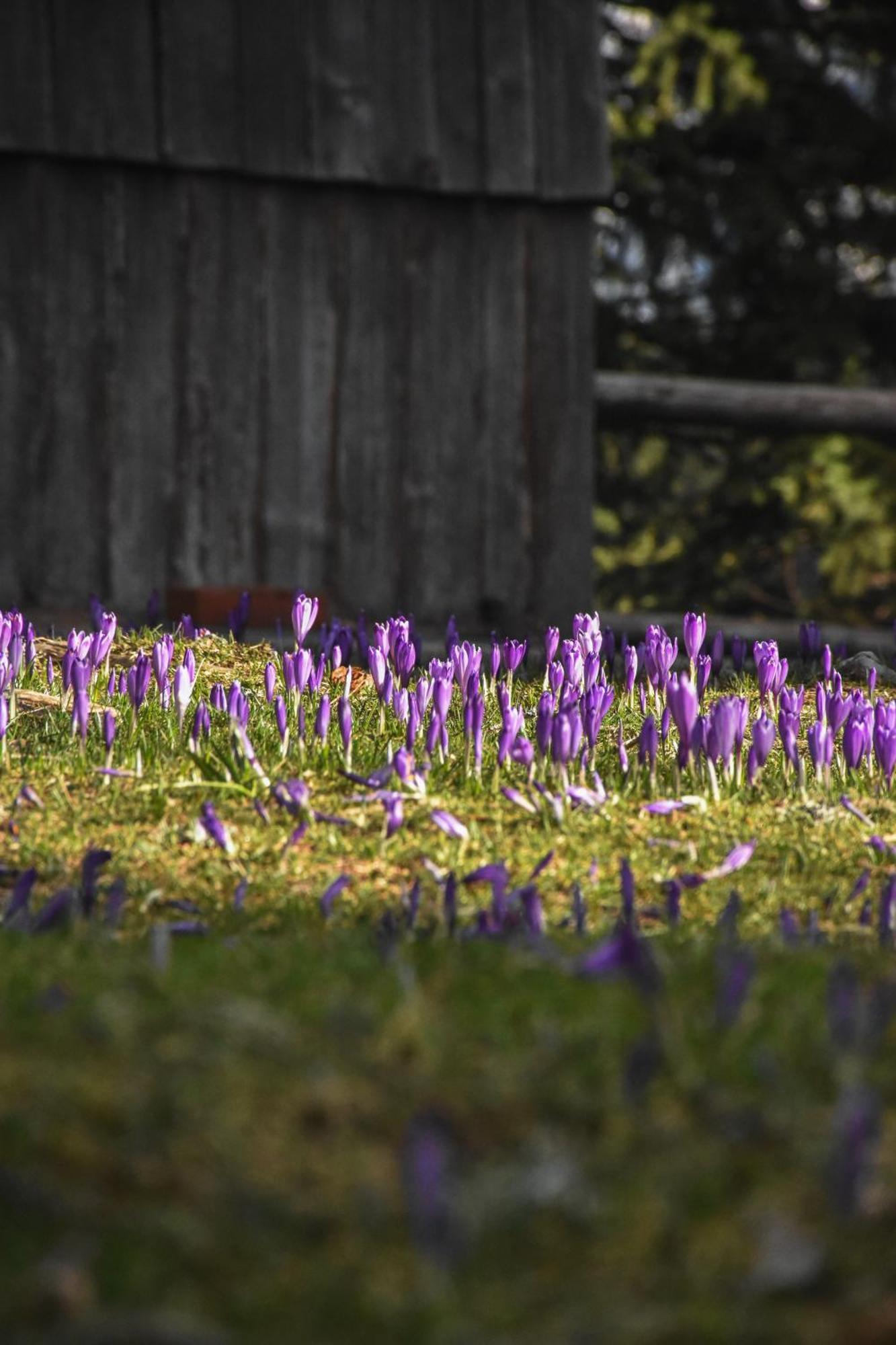 Velika Planina - Chalet Stane - Alps Стаховица Экстерьер фото