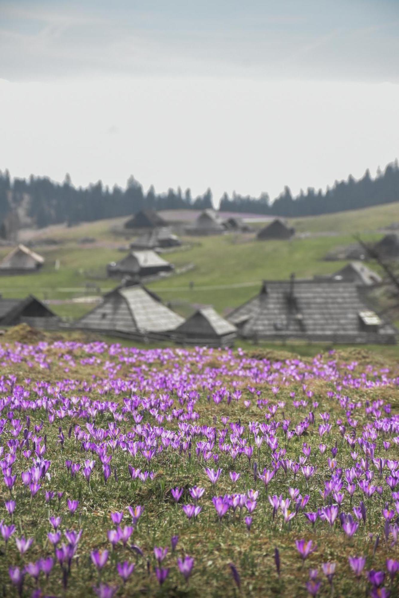 Velika Planina - Chalet Stane - Alps Стаховица Экстерьер фото